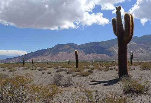 Los Cardones National Park